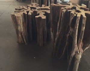 Okrasné dřeviny
